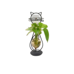 دورق نبات منضدي plant terrarium set display glass tabletop